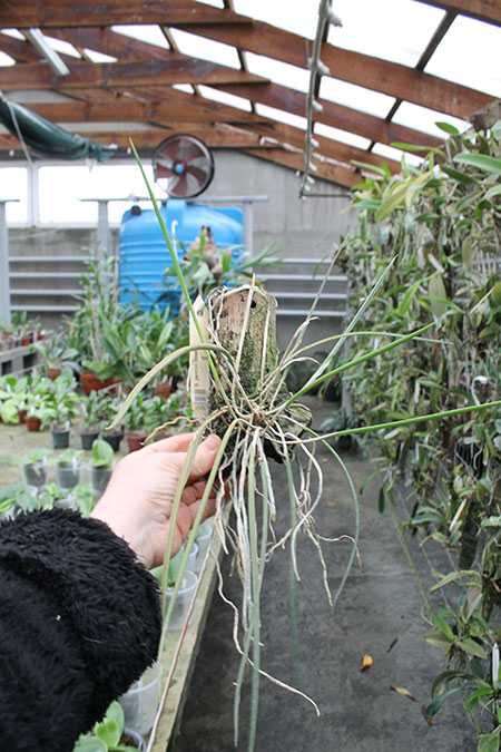 Brassavola cucullata.jpg