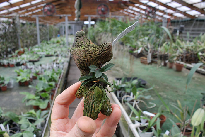 Schoenorchis fragrans.jpg