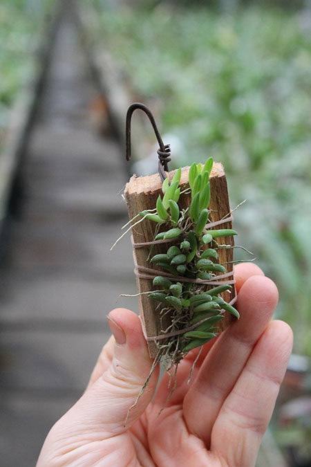 Pleurothallis leptotifolia.jpg