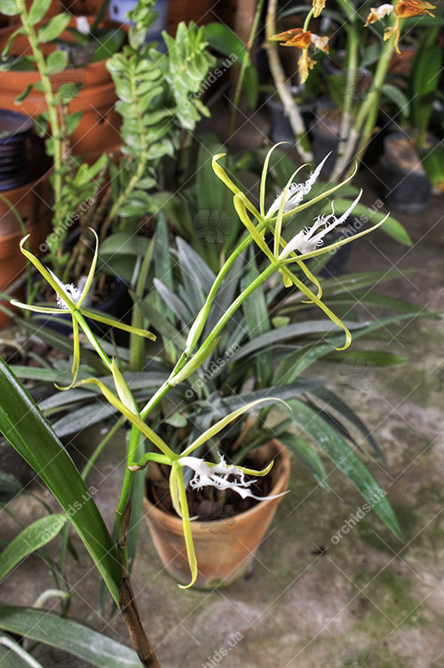 Coilostylis ciliaris.jpg