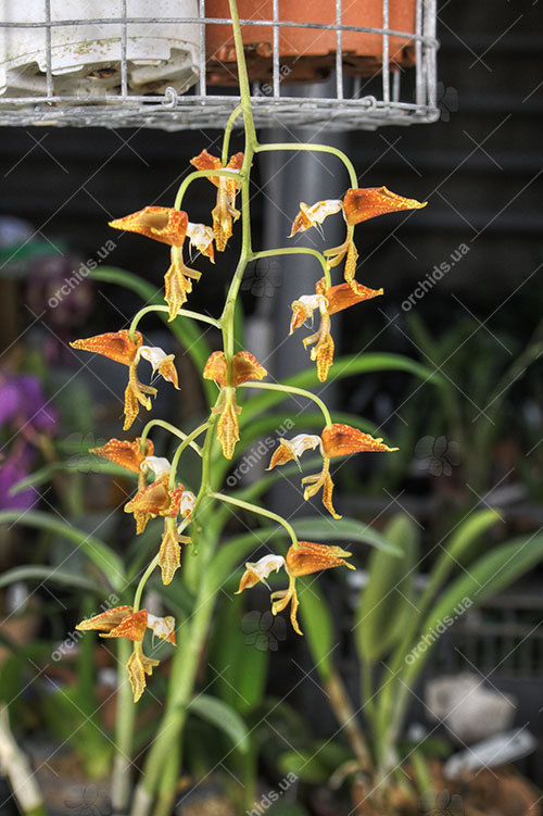 Gongora rufescens.jpg