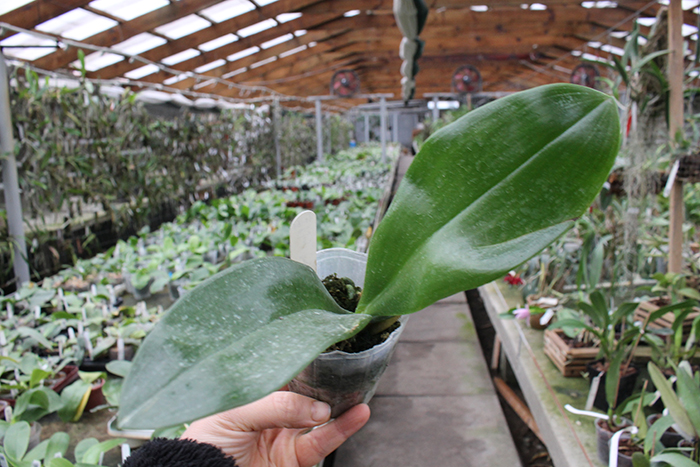 Phalaenopsis Johns Penang Imp x Princess Kaiulani 'flava'.jpg