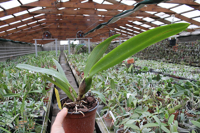 Brassolaeliocattleya (Goldenzelle x Oconee) 'Machado #1'.jpg