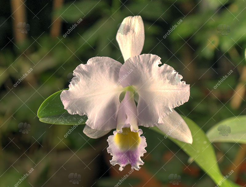 Cattleya trianae coerulea (36-8) x Cattleya lueddemanniana coerulea 'Pedra Azul'.jpg
