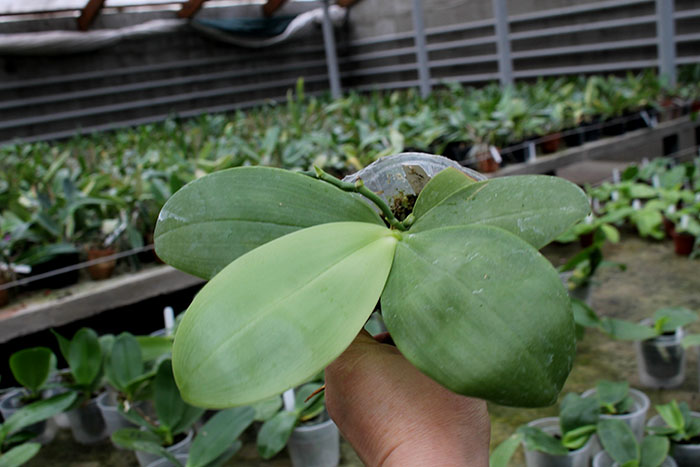 Phalaenopsis Nobby's Fox x Zheng Min Muscadine.jpg