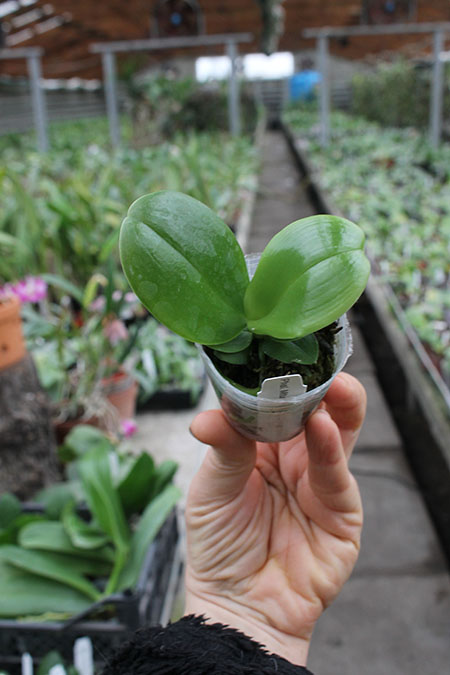 Phalaenopsis Mituo Prince x LD Emerald Bea.jpg