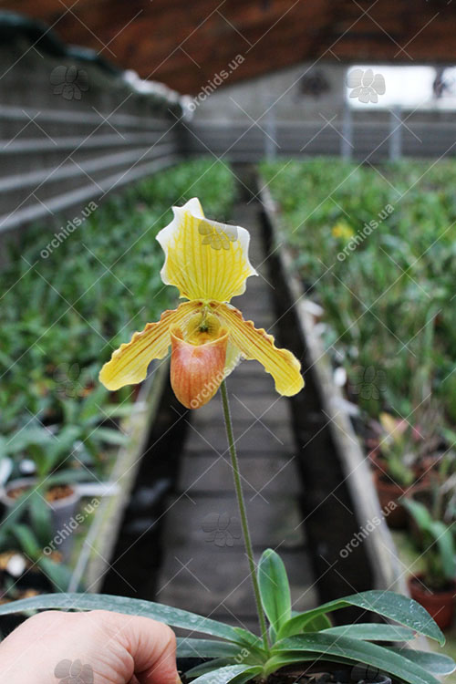 Paphiopedilum helenae x fairrieanum.jpg