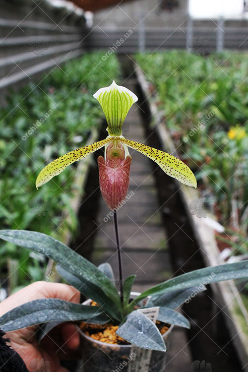 Paphiopedilum helenae x sukhakulii.jpg