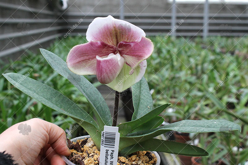 Paphiopedilum Winston Churchill x bellatulum.jpg