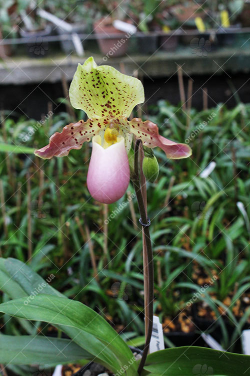 Paphiopedilum primulinum x henryanum.jpg