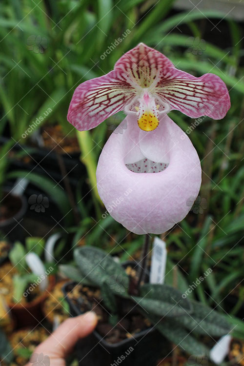 Paphiopedilum micranthum.jpg