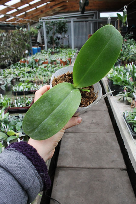 Phalaenopsis Ld's Bear King 'YK-14' x Mituo Sun 'Mituo #1'.jpg