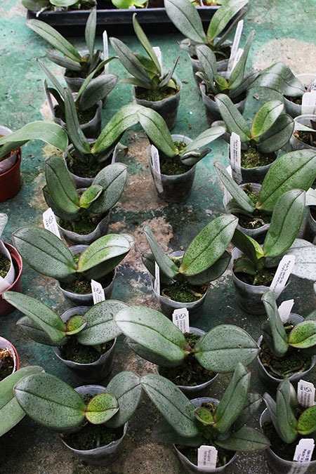 Phalaenopsis An Tai Jade'KS-1000' (4N).jpg