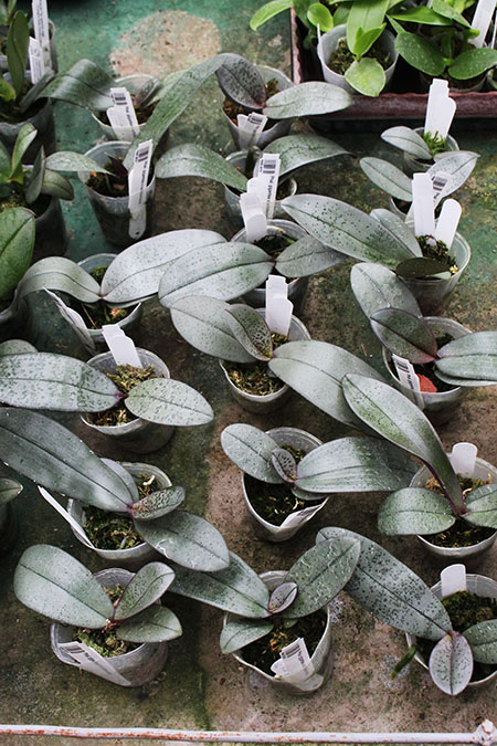 Phalaenopsis gigantea x schilleriana.jpg