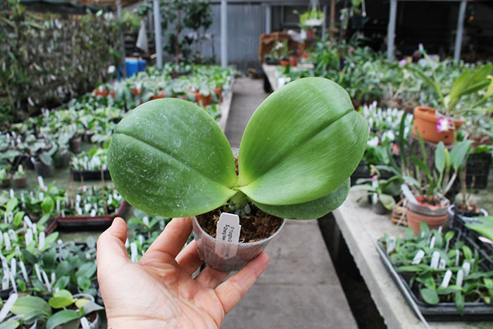 Phalaenopsis Yungho Gelb Canary 'Joseph' x Chang Maw Jade 'Eddy's Snow'.jpg