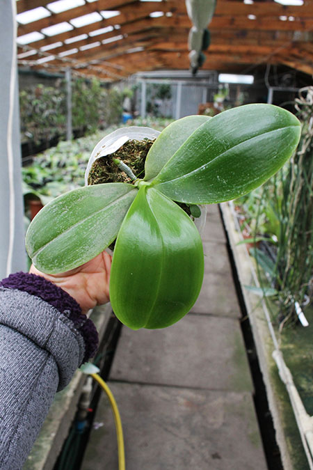 Phalaenopsis tetraspis 'C#1' x Dragon Tree Eagle.jpg