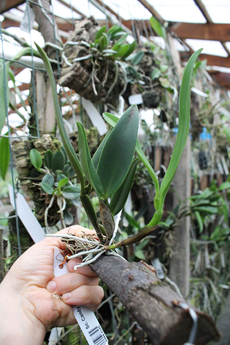 Sophrocattleya Candy Ball.jpg