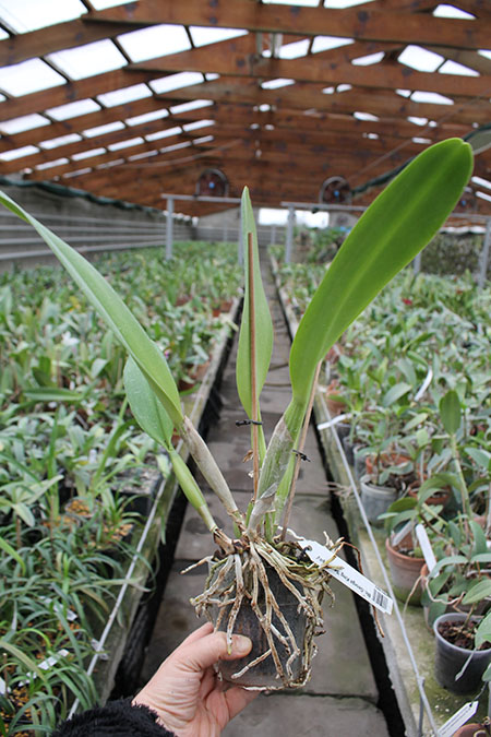 Brassolaeliocattleya George King 'Serendipity'.jpg