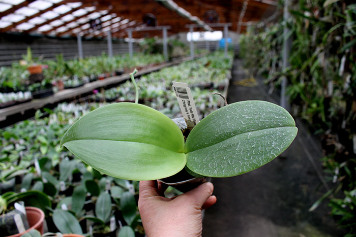 Phalaenopsis Yuda Red Blood x Chingruey's Fancy.jpg