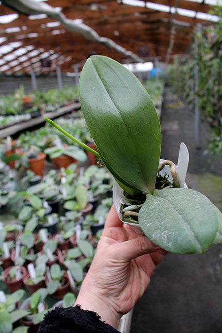 Phalaenopsis AL Sun Hannover 'Red' x Chingruey’s Tiger.jpg