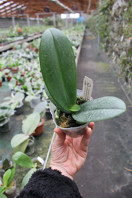 Phalaenopsis Formosa Cranberry.jpg