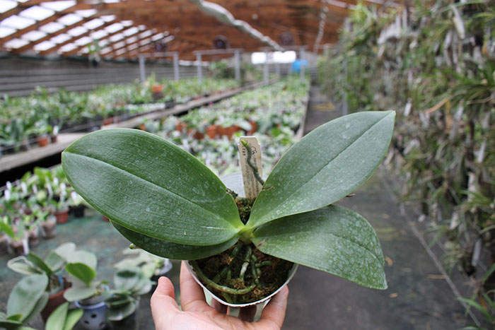 Phalaenopsis Zheng Min Fregata (Natasha 'Joy #3' x Zheng Min Brontosaurus 'Peter').jpg