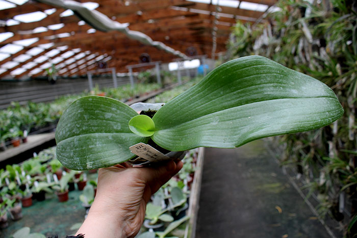 Phalaenopsis Yaphon in Taiwan (Yaphon Super Jaguar x gigantea).jpg
