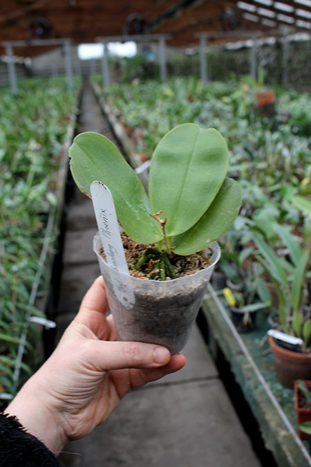 Phalaenopsis Chienlung Phoenix.jpg