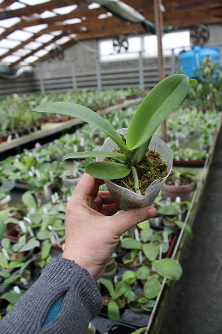 Rhynchonopsis Chienlung Purple Fox.jpg