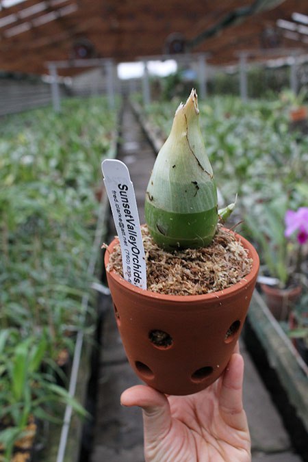 Fredclarkeara Midnight Lace 'SVO' x Catasetum Frilly Doris 'SVO II’.jpg