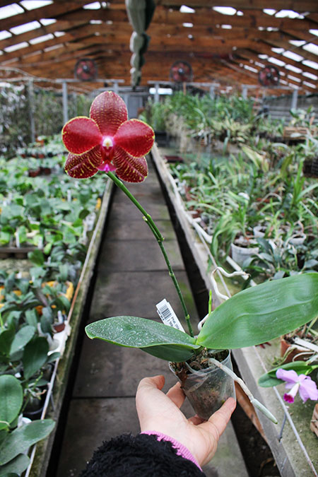 Phalaenopsis (Mituo Sun x Mituo Venosa ) 'Mituo #1'.jpg