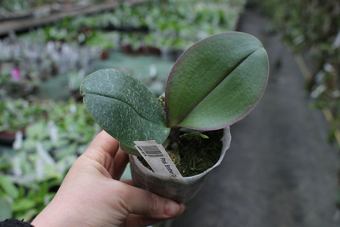 Phalaenopsis Brother Glory 'G-12'.jpg