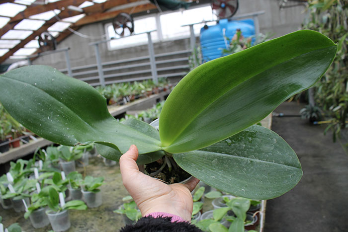 Phalaenopsis Ld's Bear King x gigantea.jpg