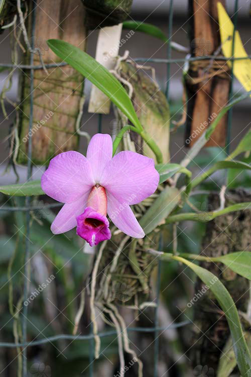 Laelia praestans 'Black Lip' XXX x 'Daniel' XXX.jpg