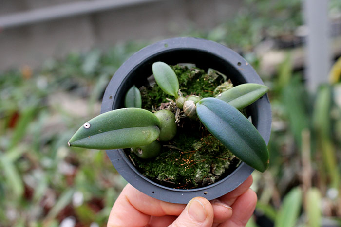 trias disciflora.jpg