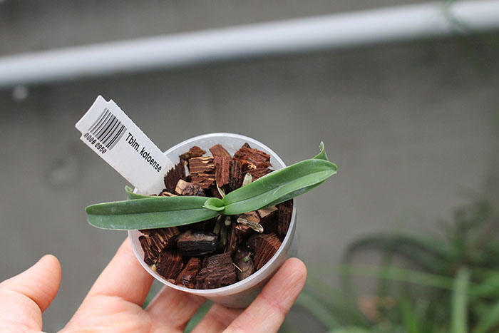 tuberolabium cotoense.jpg