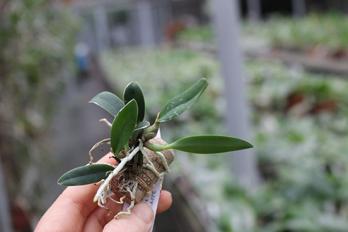 sophronitis brevipendiculata.jpg