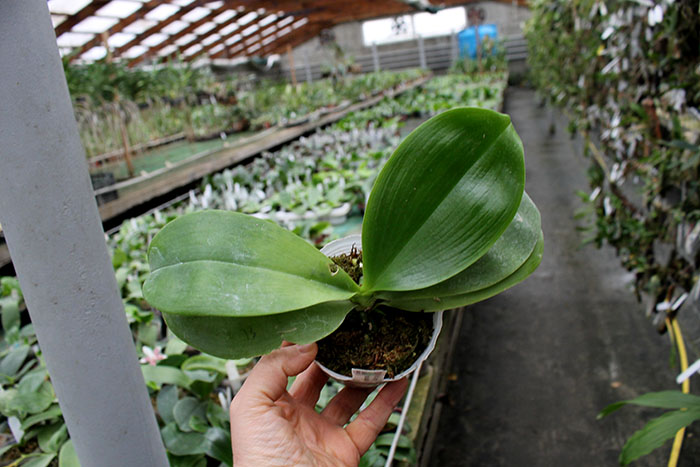Phalaenopsis Chang Yi Green Giant x Yaphon Godboy.jpg