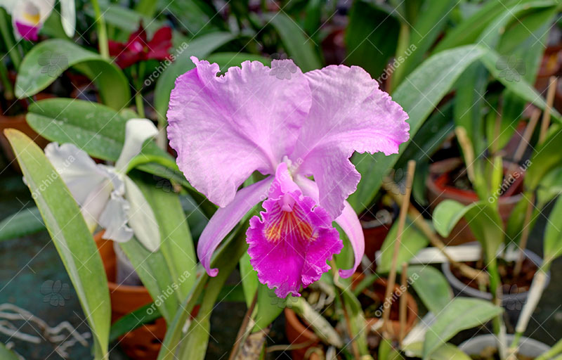 Cattleya trianae tipo 'Fine Variety' (98-8) x 'India' (10-8).jpg