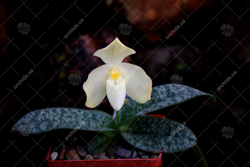 Paphiopedilum concolor var album.jpg