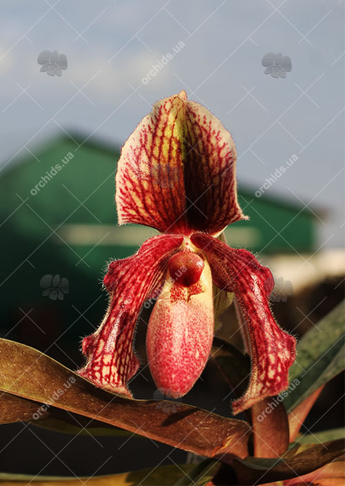 Paphiopedilum glaucophyllum x bellatulum.jpg