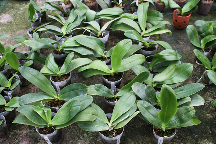 Phalaenopsis Joey x Samera indigo.jpg