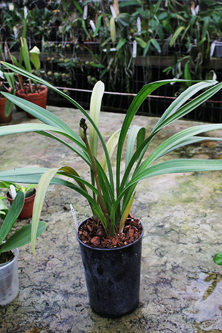 Cymbidium sinense.jpg