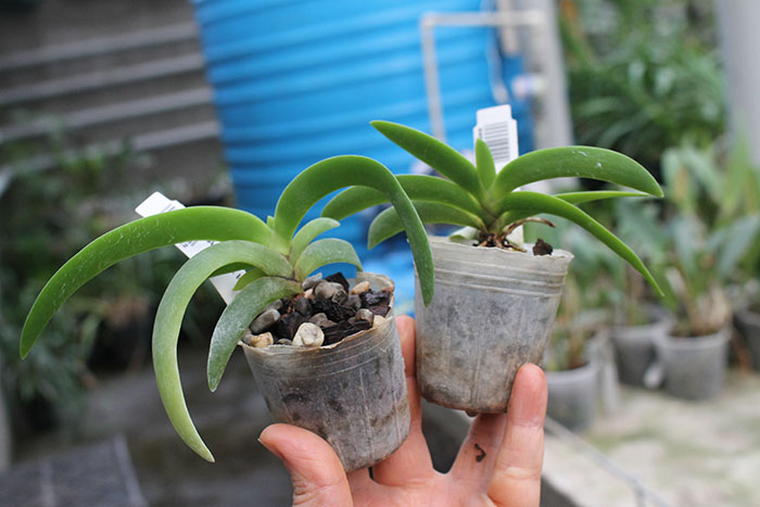 Angraecum leonis.jpg