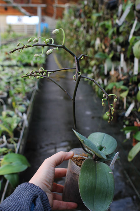 Phalaenopsis Liu's Twilight Rainbow x celebensis.jpg