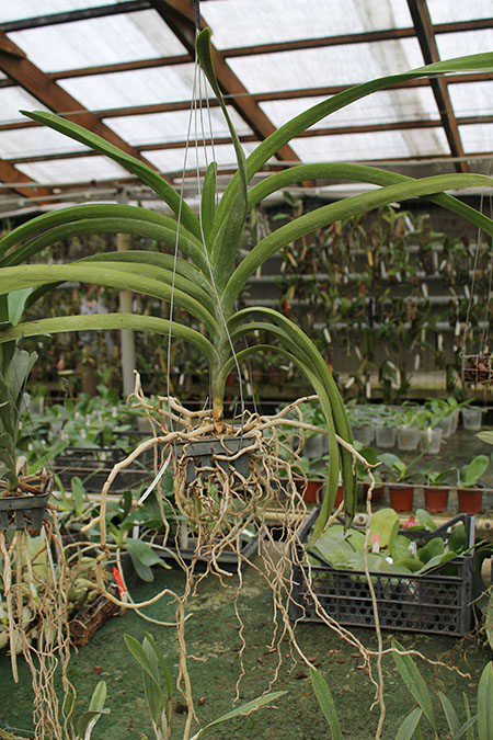 Vanda Kulwadee Fragrance x Dr Anek.jpg