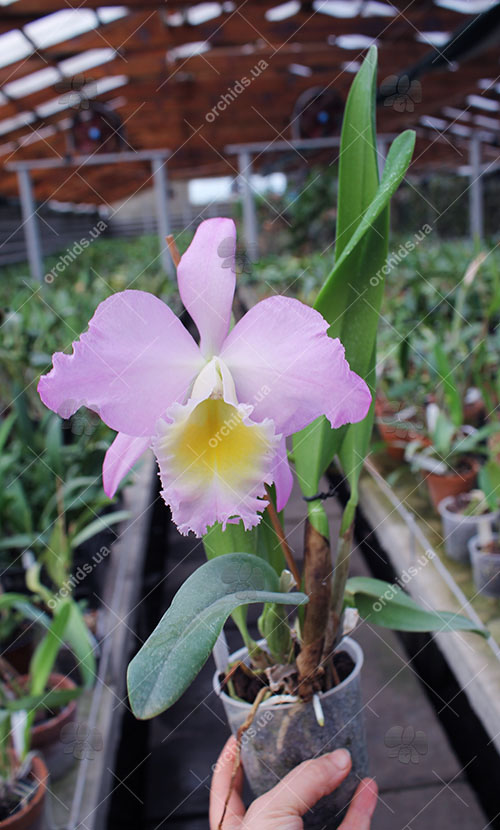 Rhyncholaeliocattleya (King Harold x Monroe Walk).jpg