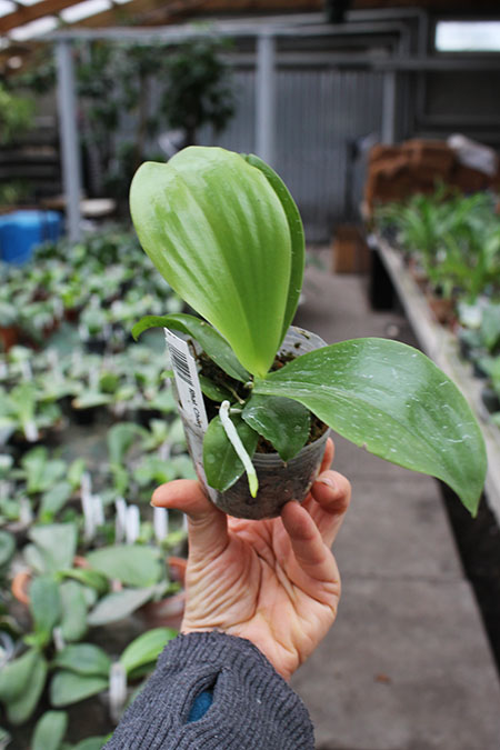 Phalaenopsis Chienlung Zebra.jpg