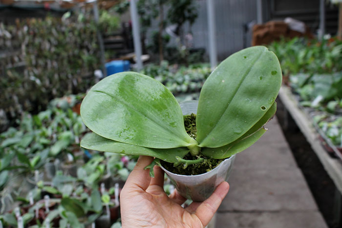 Phalaenopsis Chang Maw Jade 'Nan'.jpg
