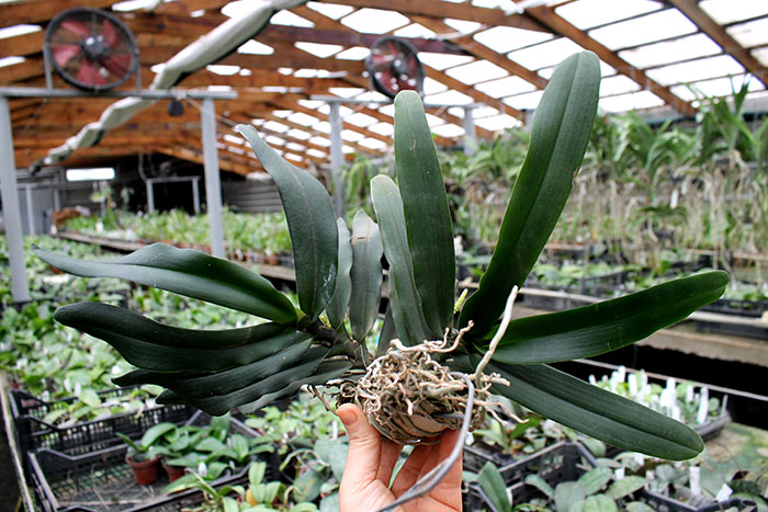 Pomatocalpa spicata.jpg